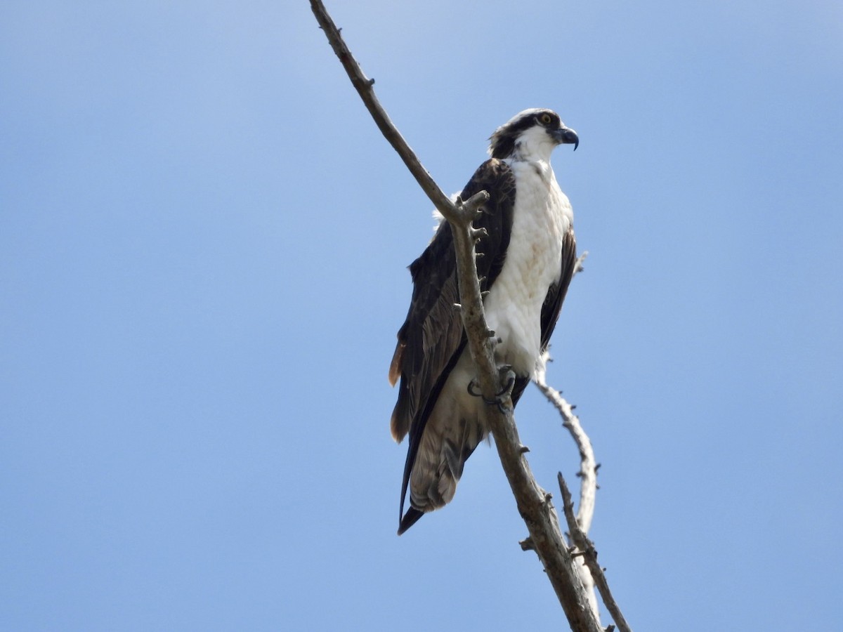 Águila Pescadora - ML622128946