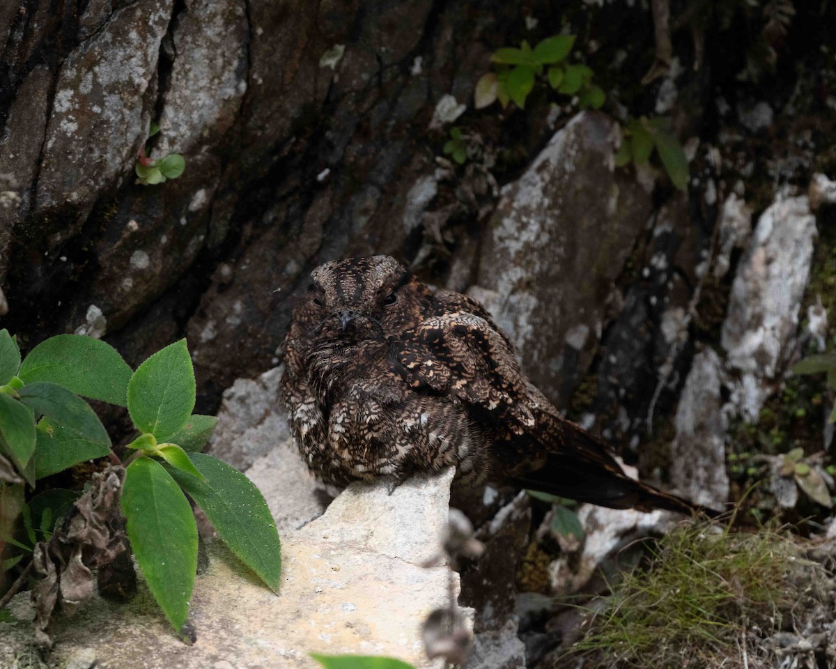 Lyre-tailed Nightjar - Anthony Kaduck