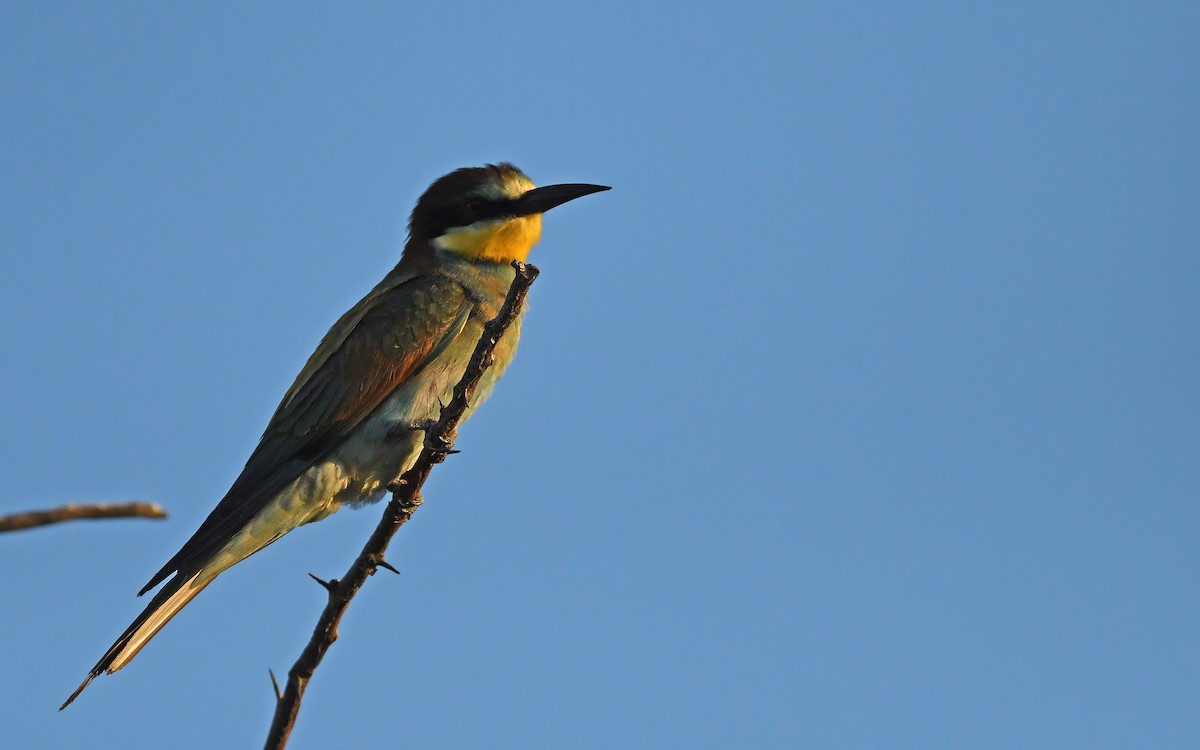 European Bee-eater - ML622128955