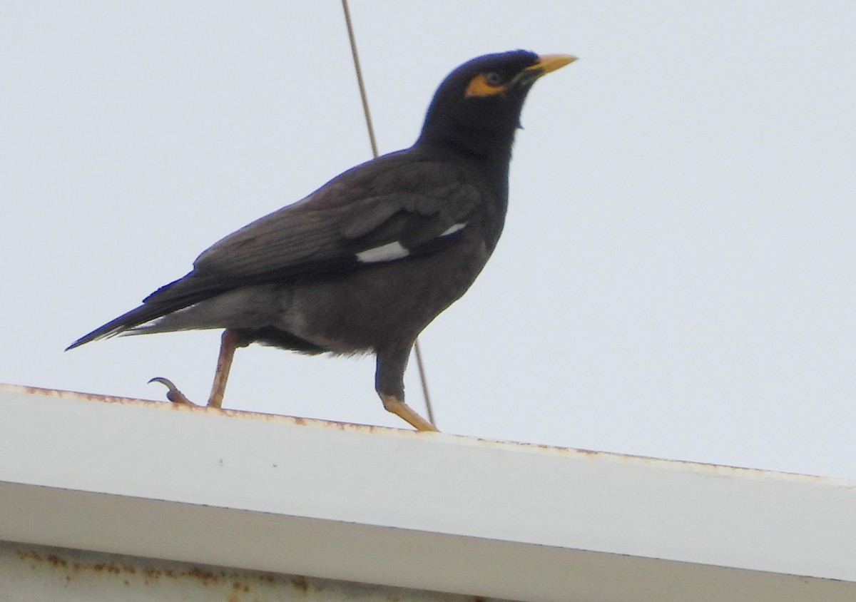 Common Myna - ML622128956