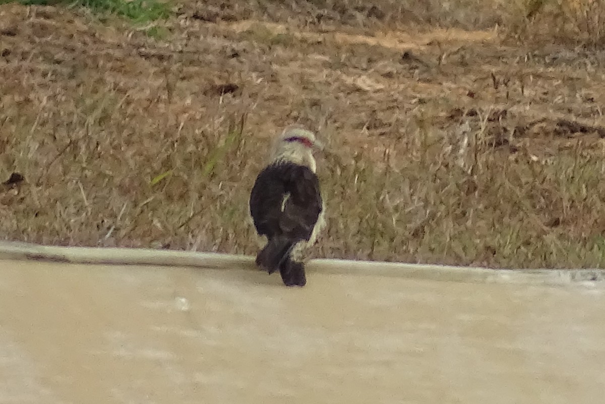 Caracara Chimachima - ML622128959