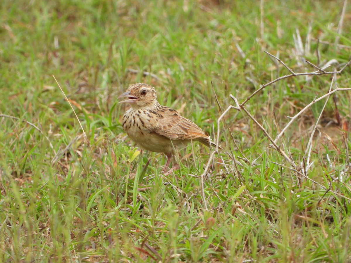 Jerdon's Bushlark - ML622128964