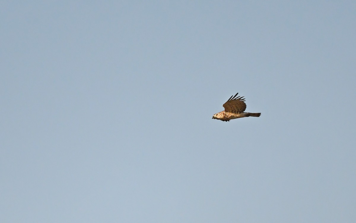 Short-toed Snake-Eagle - ML622128983