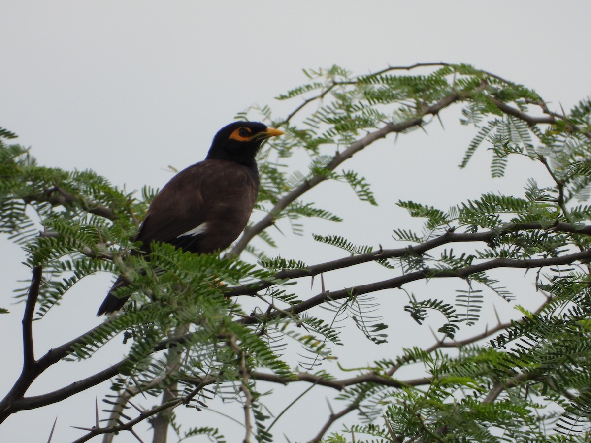 Common Myna - ML622128989