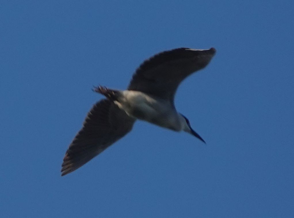 Black-crowned Night Heron - ML622129005