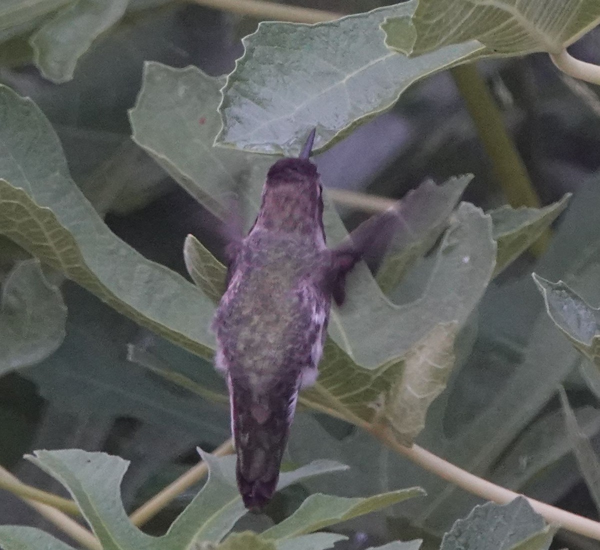 Anna's Hummingbird - Brad Rumble