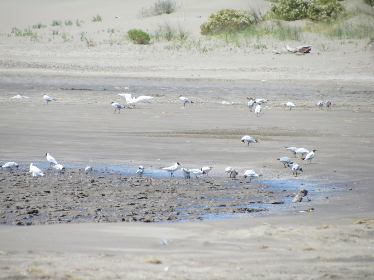 Brown-hooded Gull - cynthia arenas