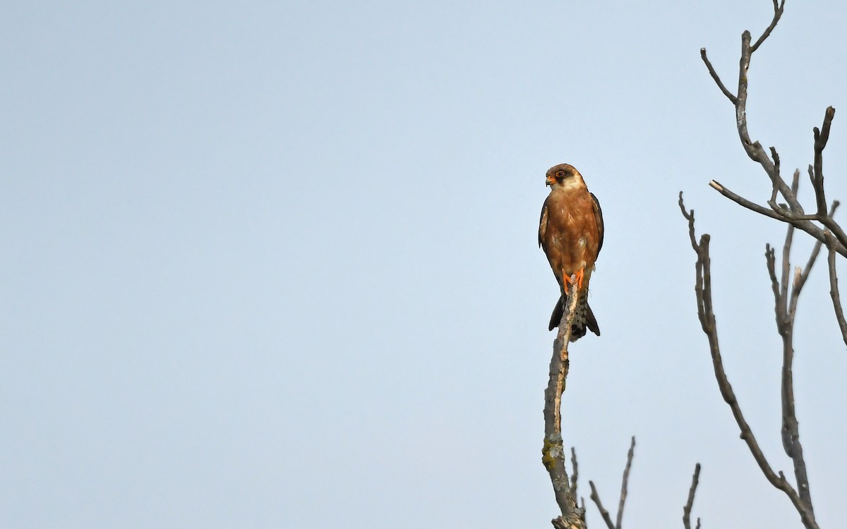 Red-footed Falcon - ML622129013