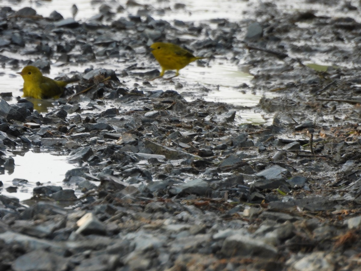 Yellow Warbler - Evan Houlding