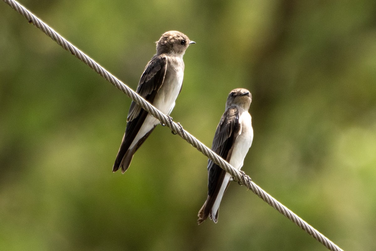 Northern Rough-winged Swallow - ML622129035