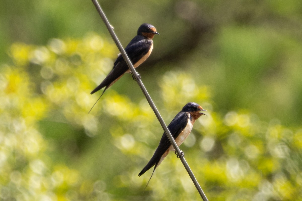 Barn Swallow - ML622129040