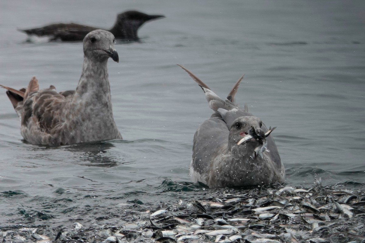 Larus sp. - Lindsey Schromen-Wawrin