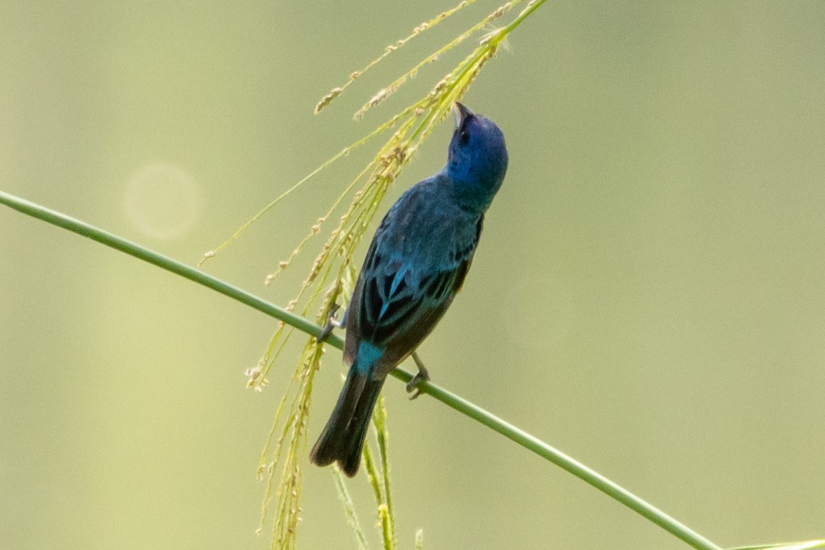 Indigo Bunting - ML622129044