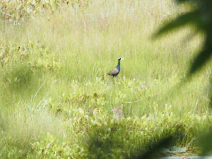 Bronze-winged Jacana - ML622129047