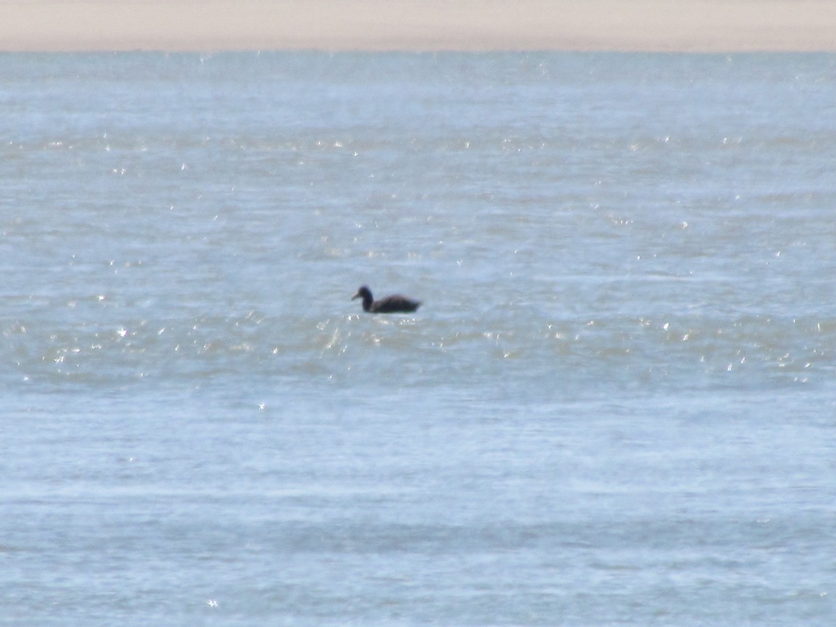 Southern Giant-Petrel - ML622129049