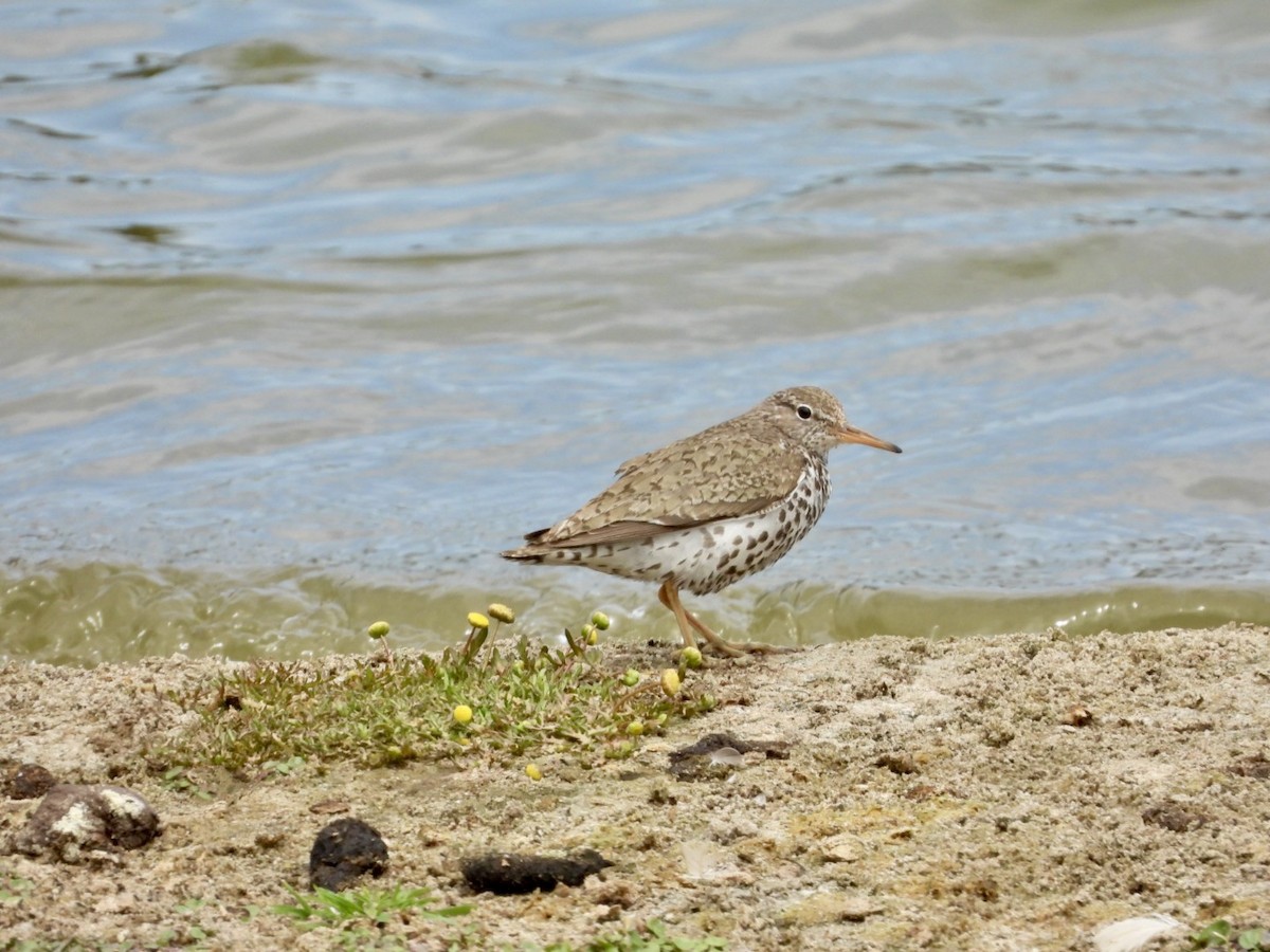 Spotted Sandpiper - ML622129053