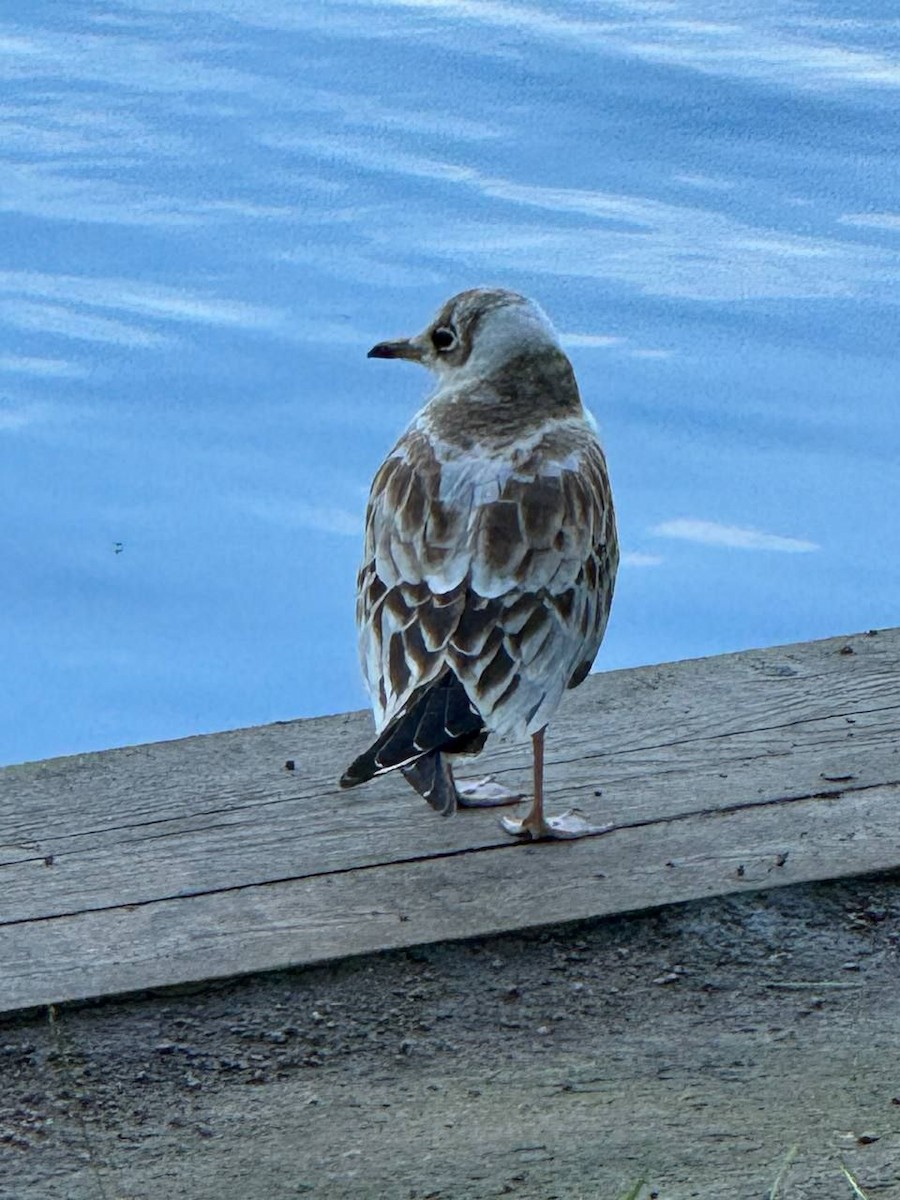 Black-headed Gull - ML622129057