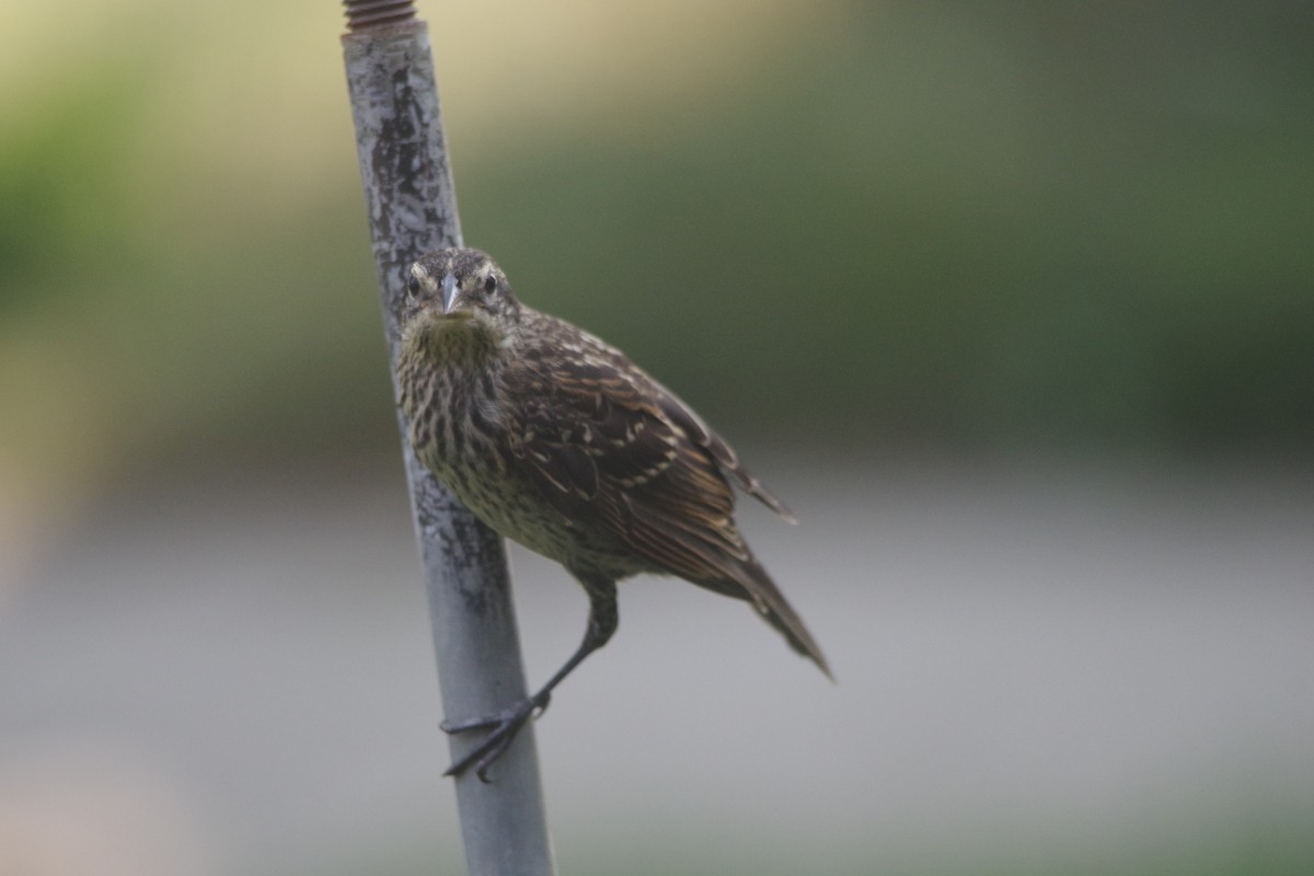 Red-winged Blackbird - ML622129058