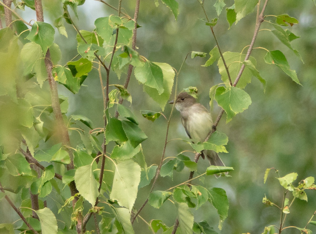 Alder Flycatcher - ML622129060