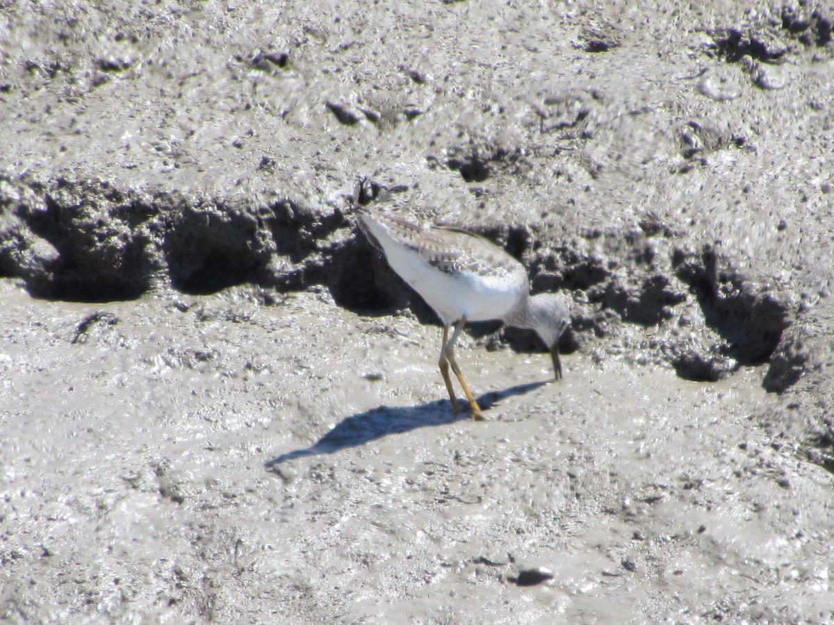 Lesser Yellowlegs - ML622129061