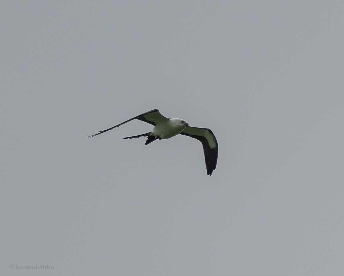 Swallow-tailed Kite - ML622129062