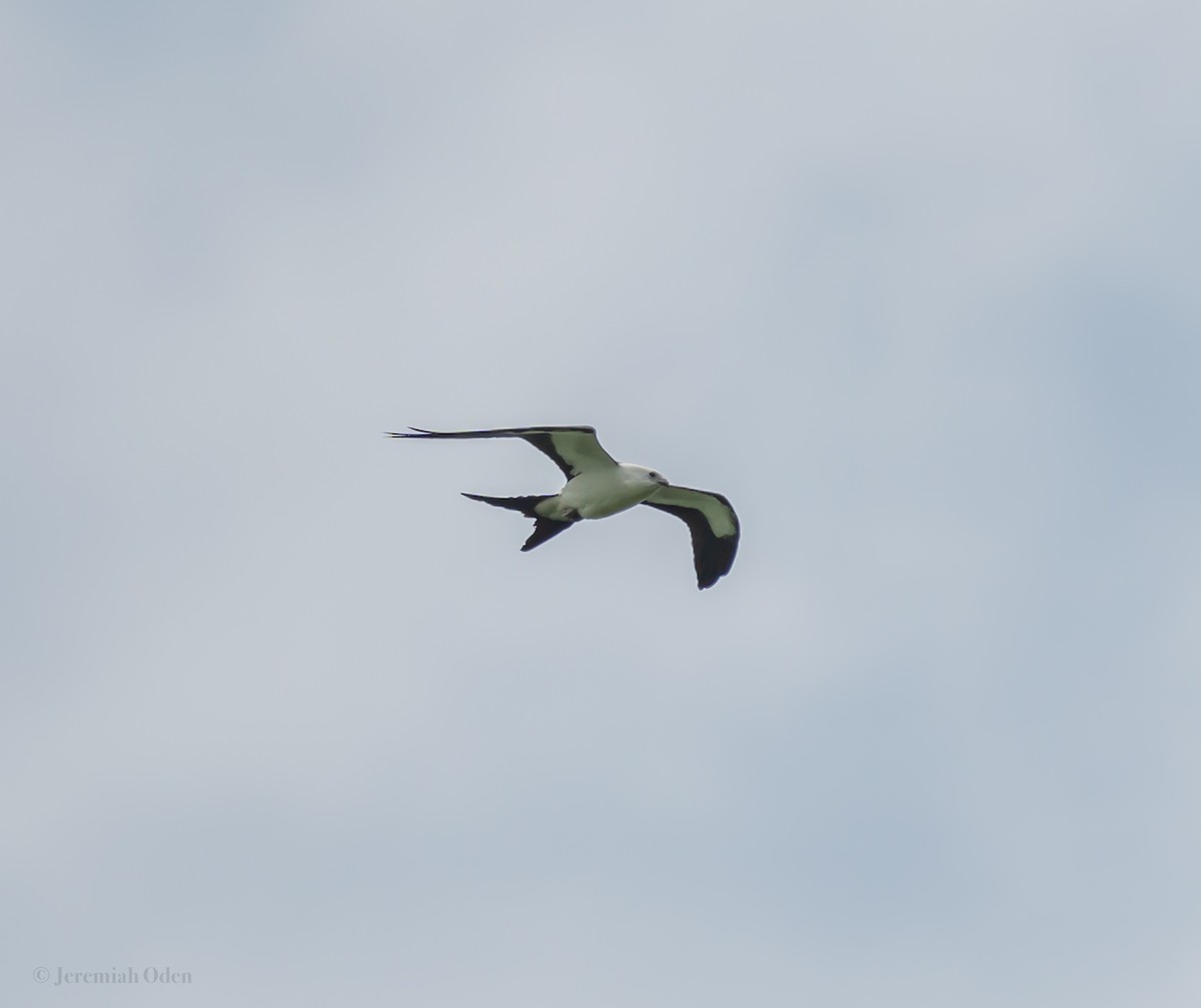 Swallow-tailed Kite - ML622129063