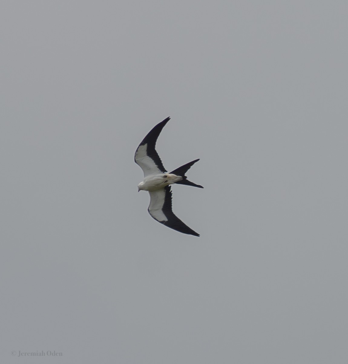 Swallow-tailed Kite - Jeremiah Oden