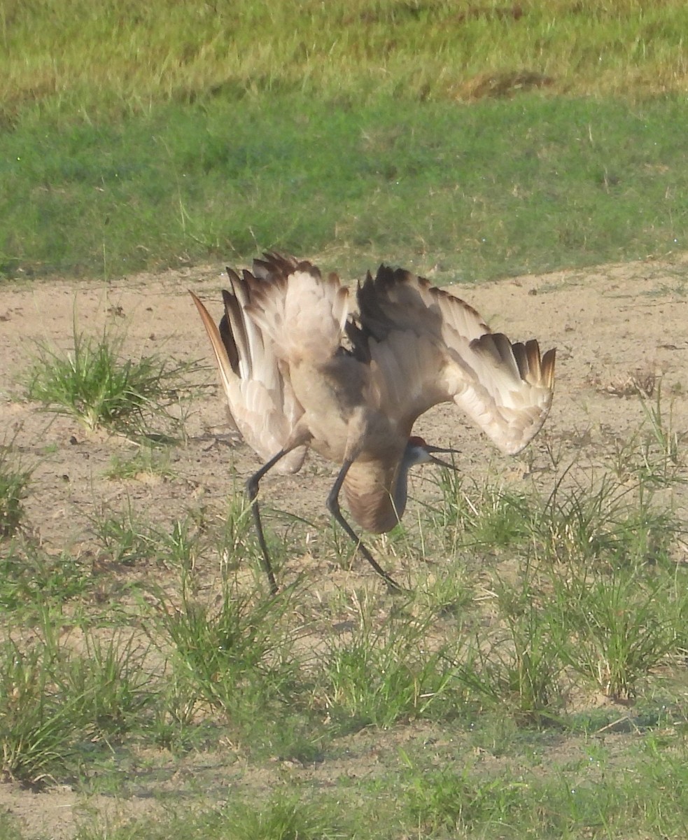 Sandhill Crane - ML622129065