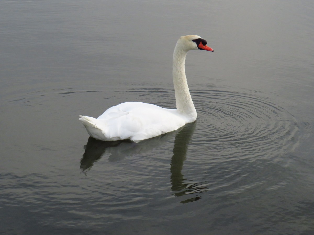 Mute Swan - ML622129066