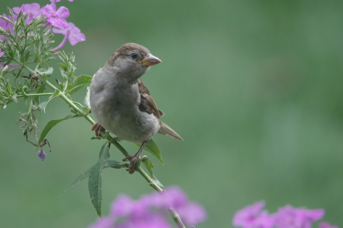 House Sparrow - ML622129067