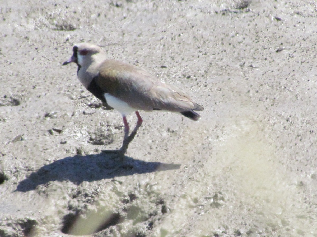 Southern Lapwing - ML622129068