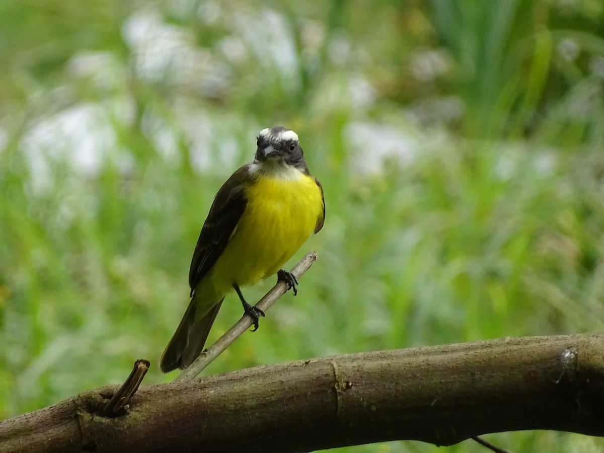 Social Flycatcher - ML622129070