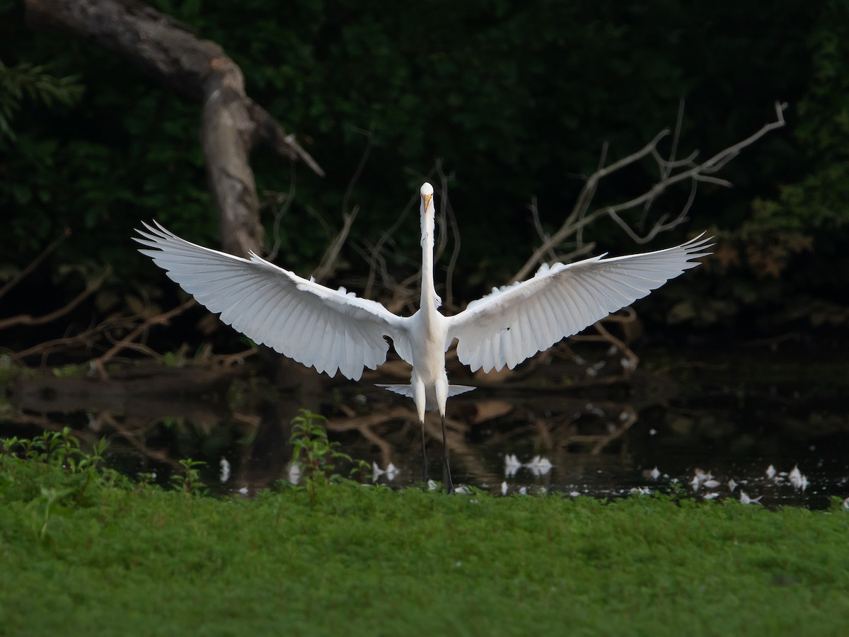 Great Egret - ML622129074