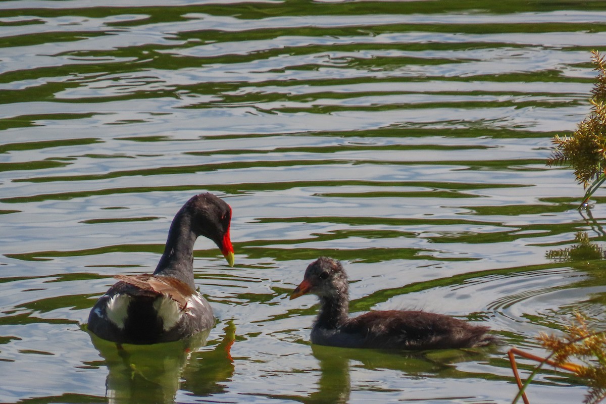 Common Gallinule (American) - ML622129076