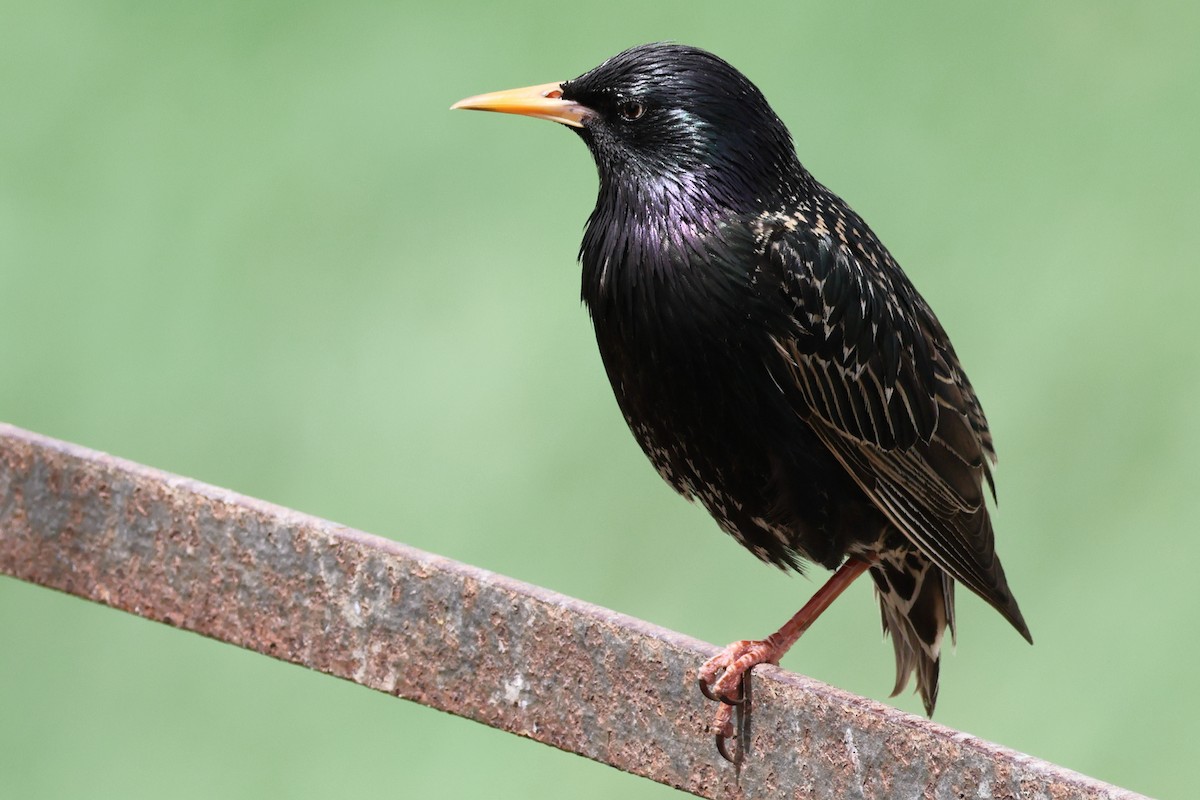 European Starling - ML622129077