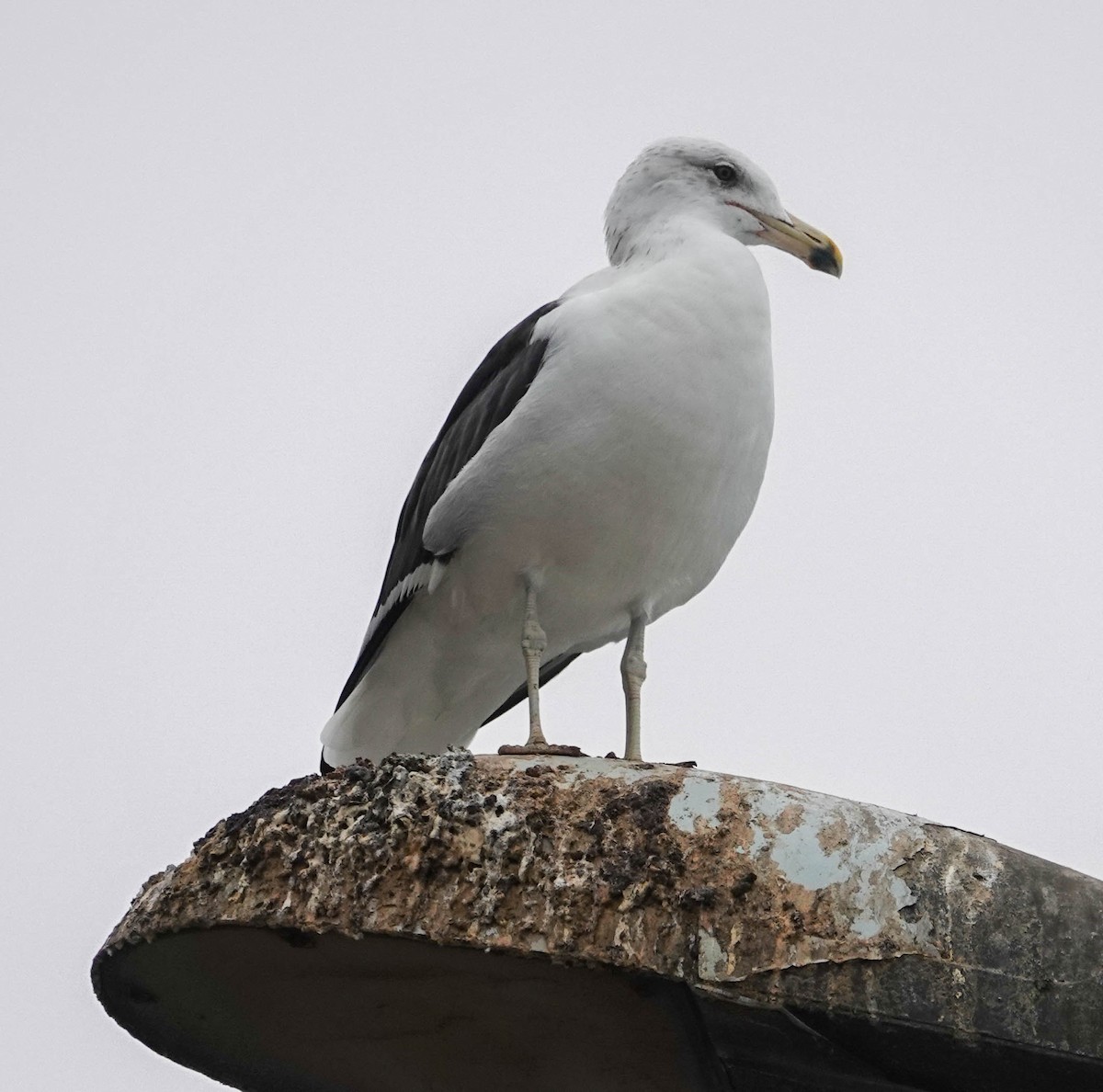 Kelp Gull - ML622129078