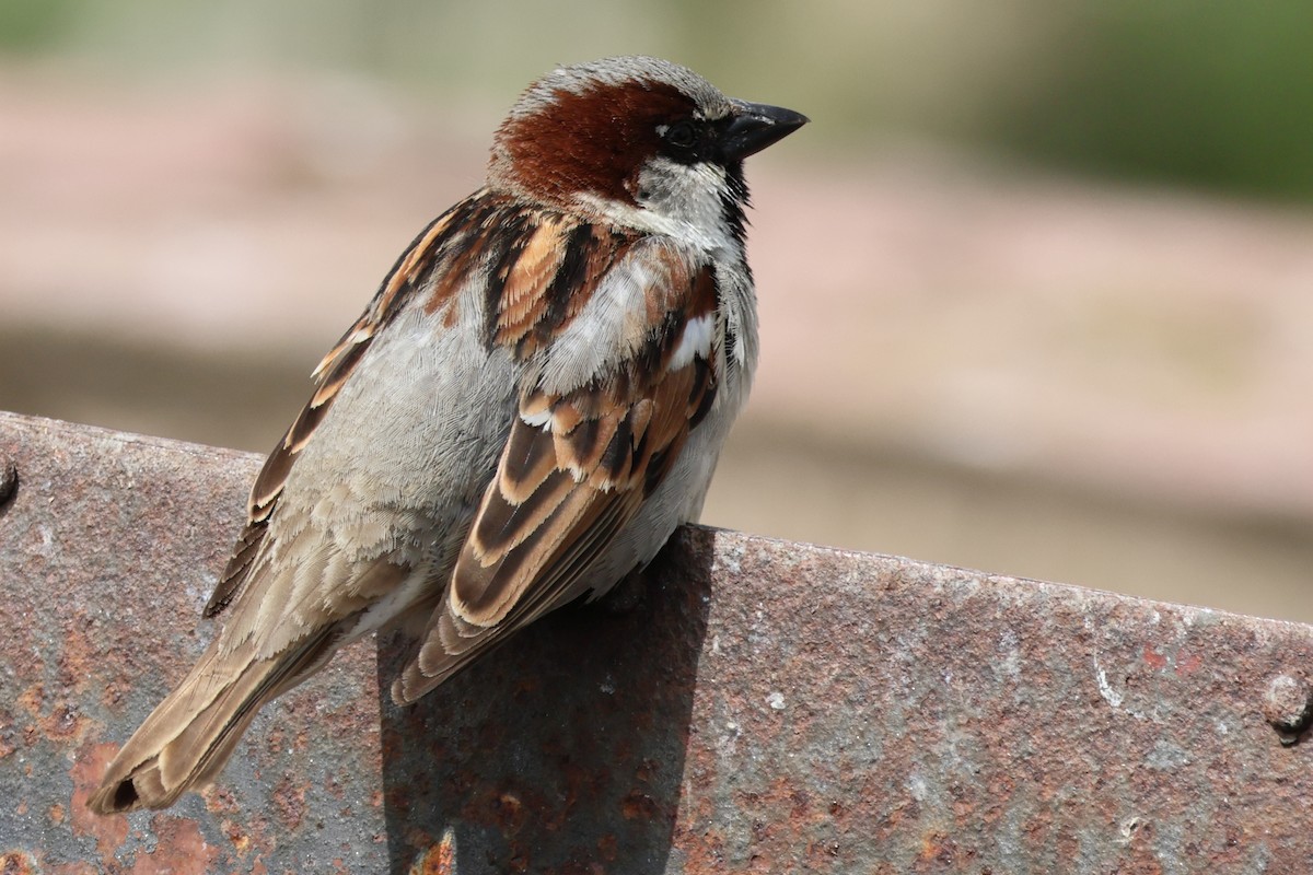 House Sparrow - ML622129082