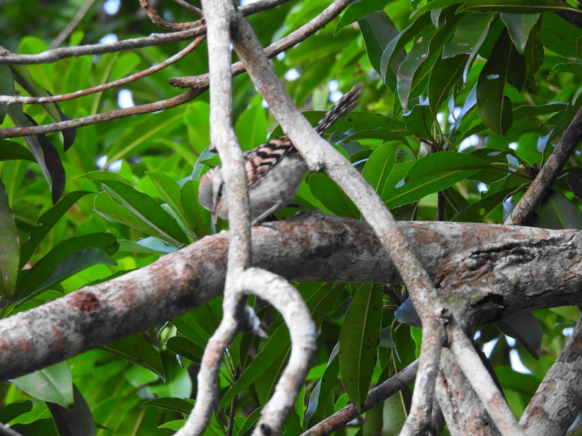 Stripe-backed Wren - Bernardo José Jiménez Mejía