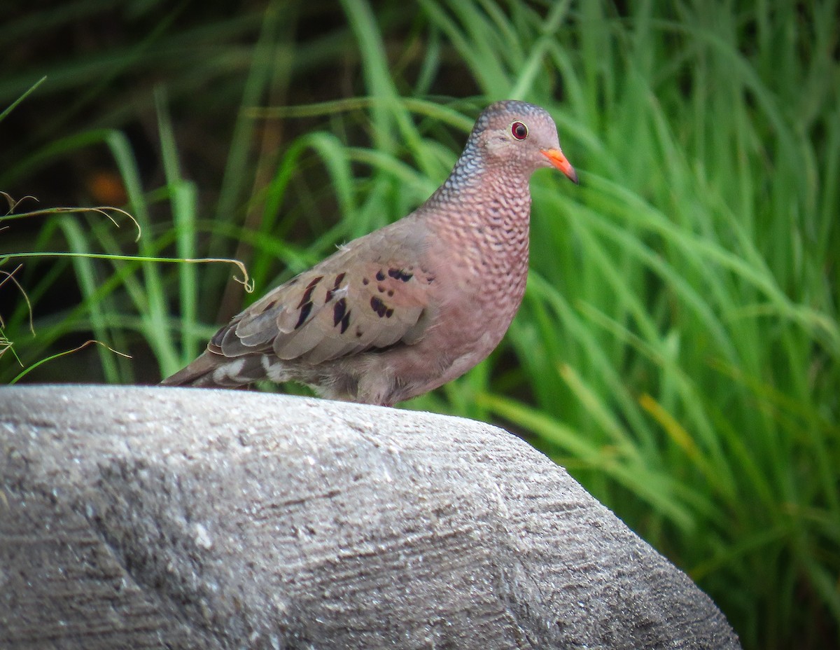 Common Ground Dove - ML622129150