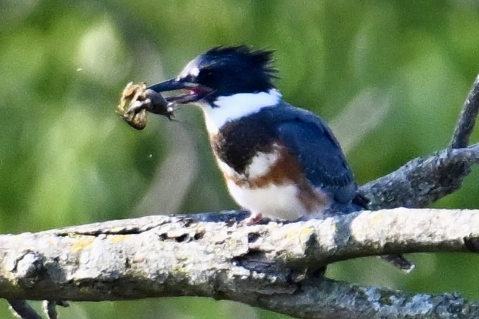 Belted Kingfisher - ML622129152