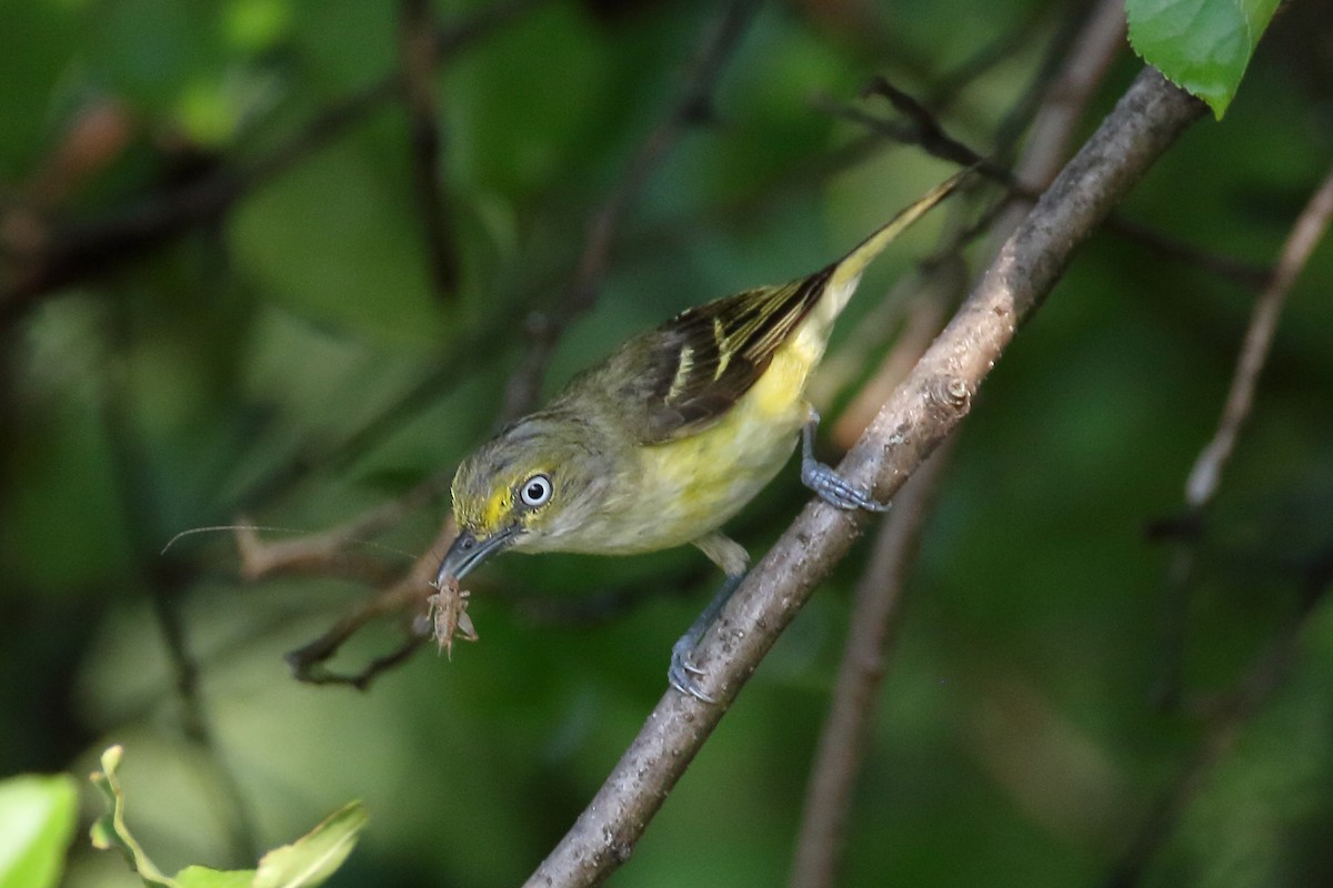 White-eyed Vireo - ML622129154