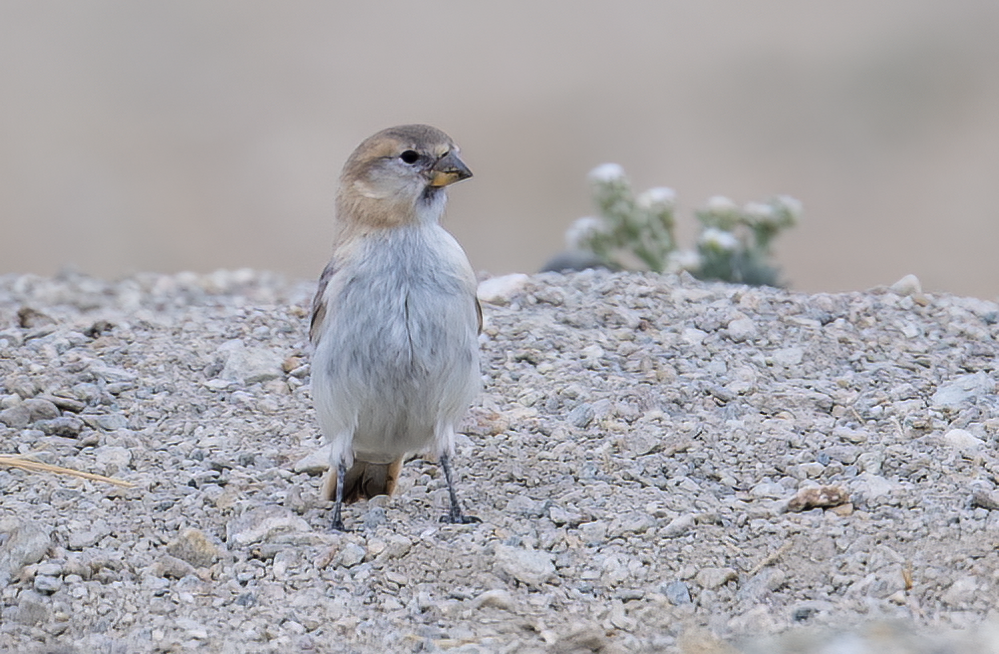 Blanford's Snowfinch - Parmil Kumar