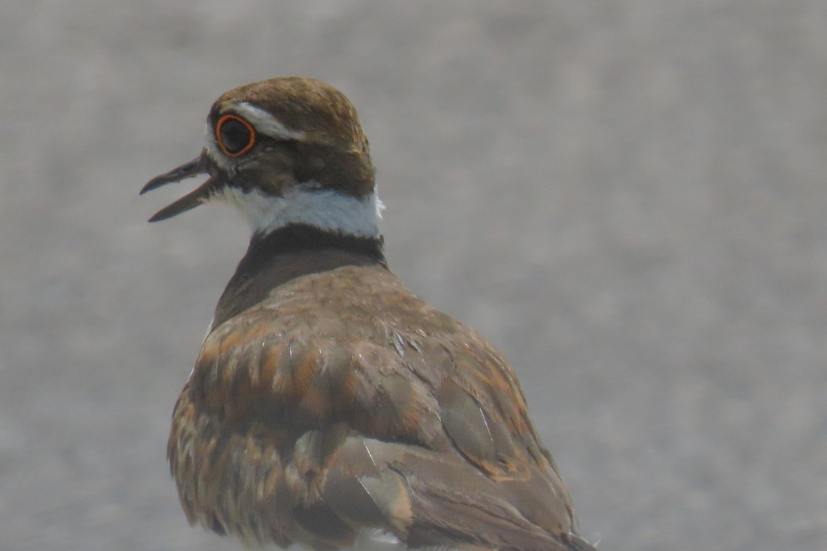 Killdeer - ML622129156