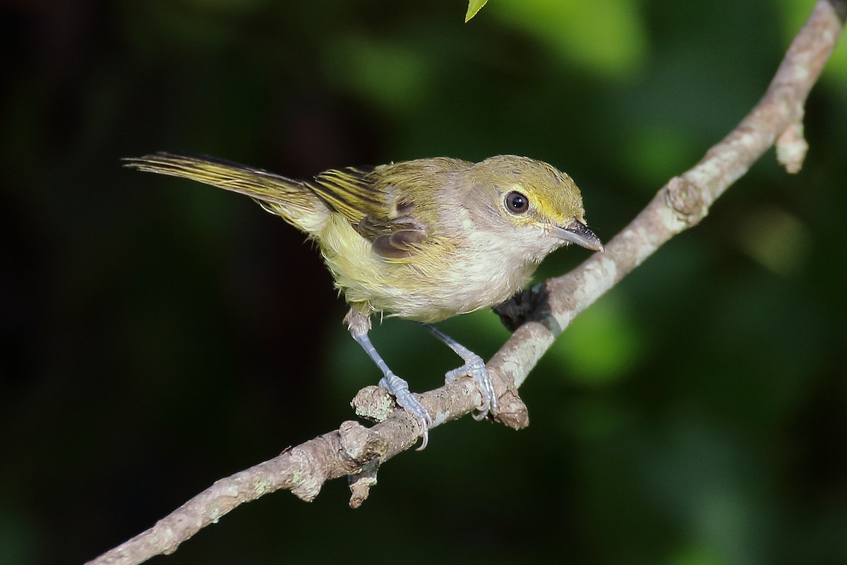 White-eyed Vireo - ML622129157