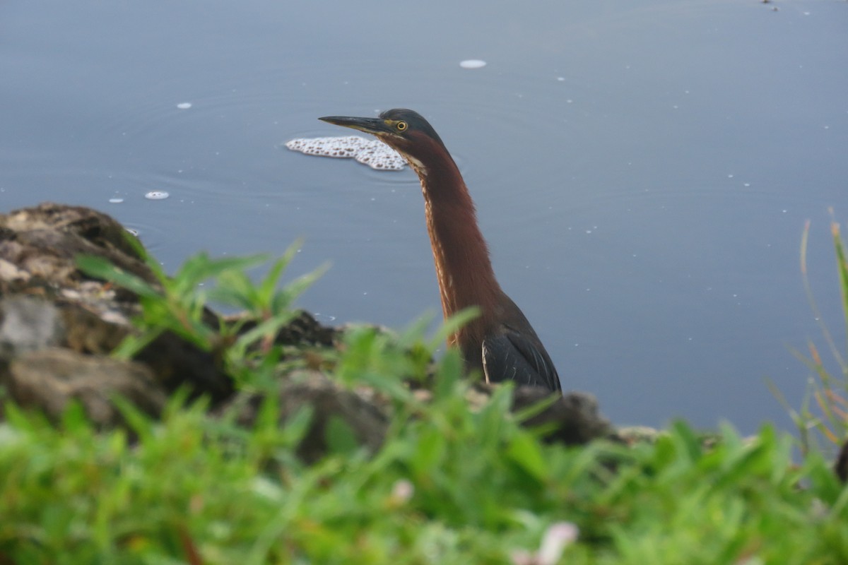 Green Heron - ML622129158