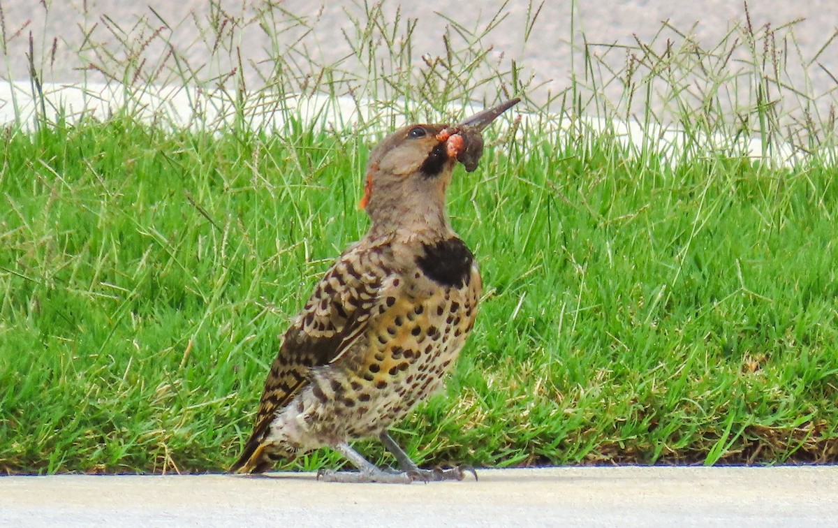 Northern Flicker - ML622129159