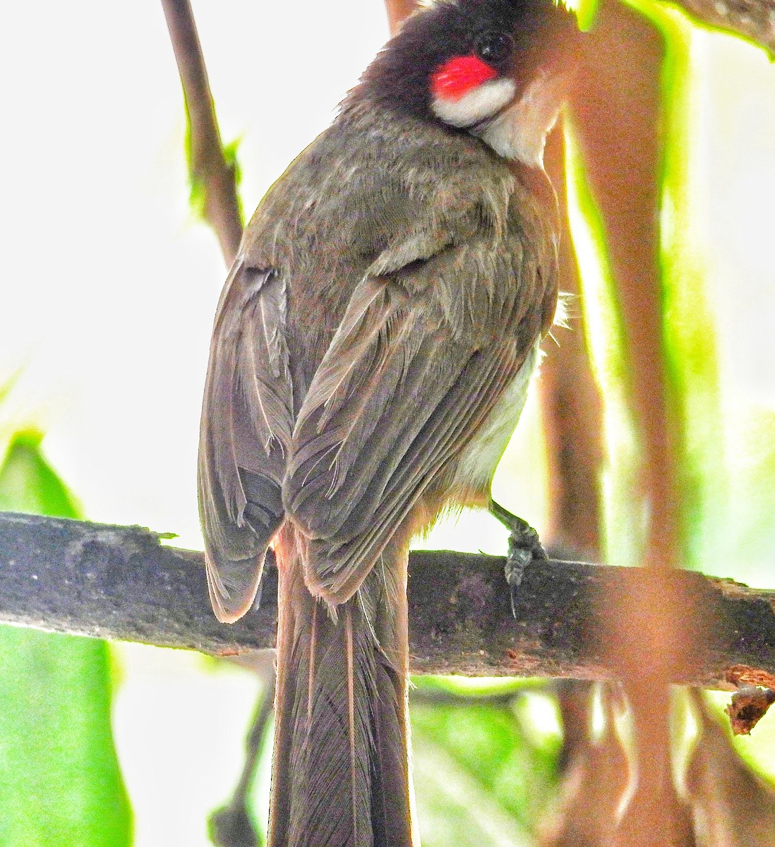 Red-whiskered Bulbul - ML622129160