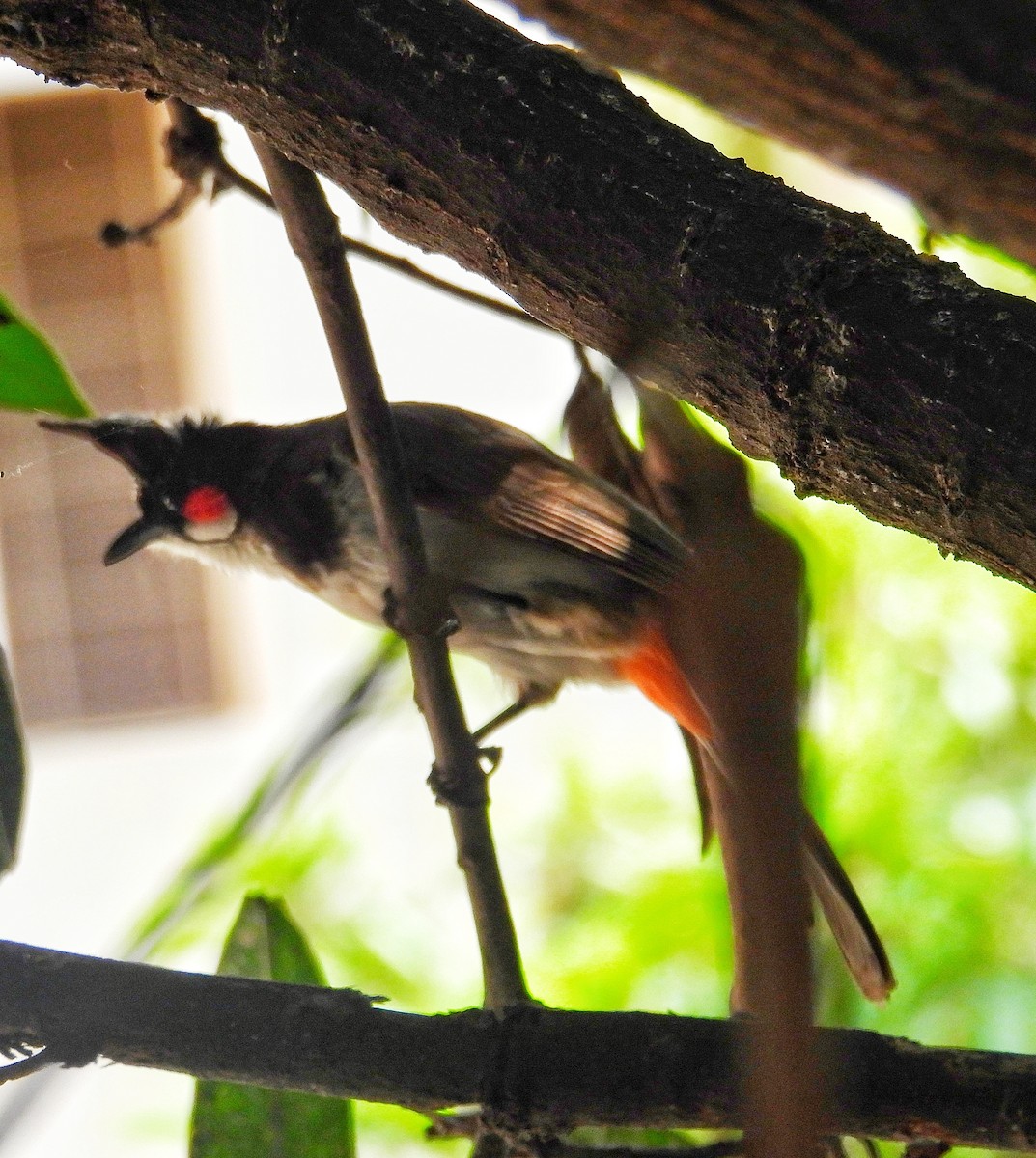 Red-whiskered Bulbul - ML622129161