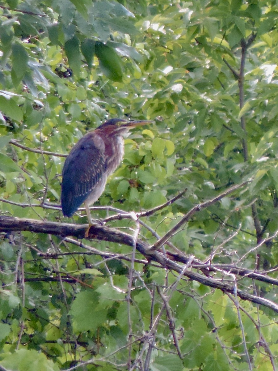 Green Heron - ML622129162