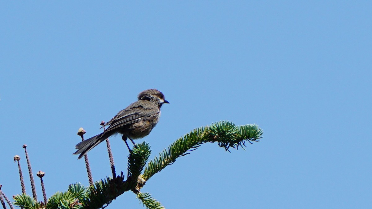 Boreal Chickadee - ML622129163